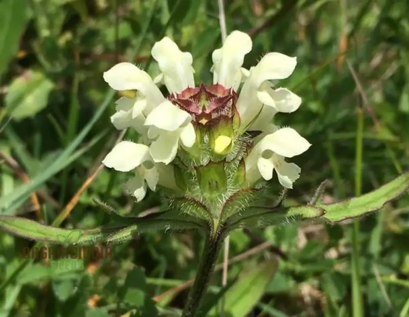 Prunella Laciniata Flower Seeds For Planting, Adding Unique Texture and Beauty to Your Garden