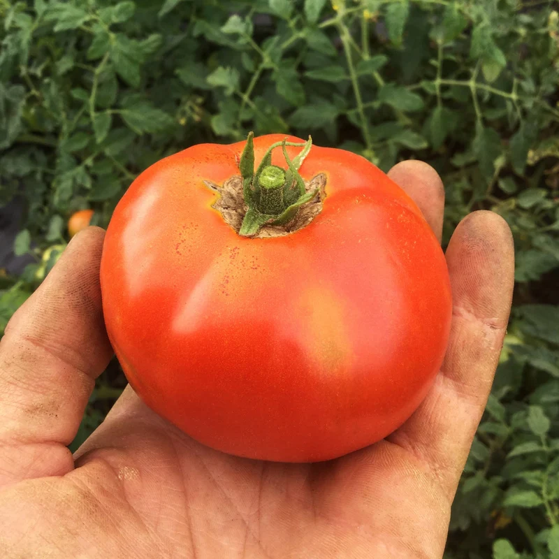 Tomate ‘Merveille des Marchés’ ( Solanum lycopersicum )