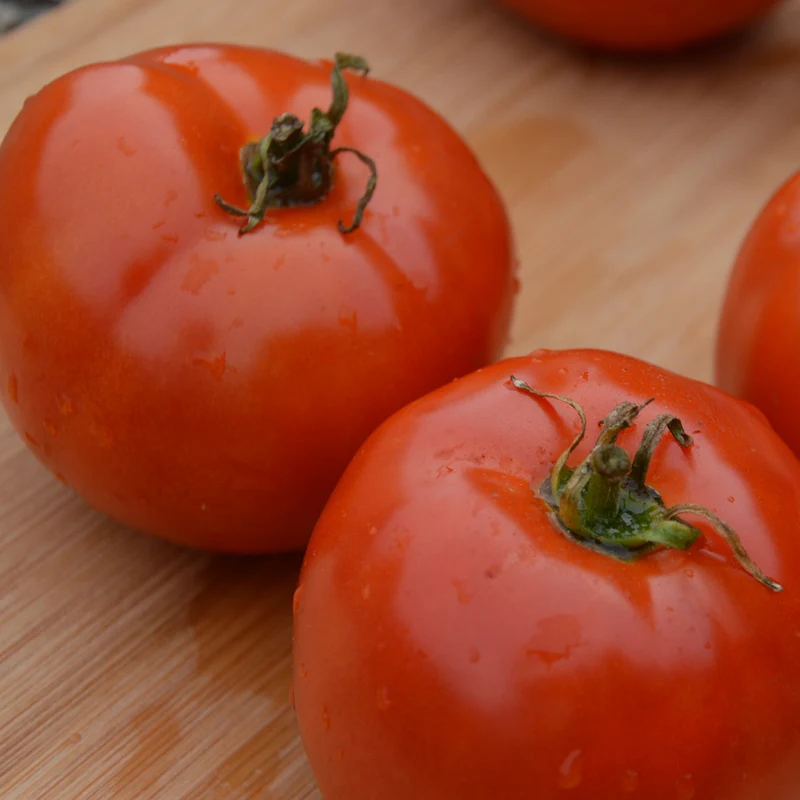 Tomate ‘Manitoba’ ( Solanum lycopersicum )