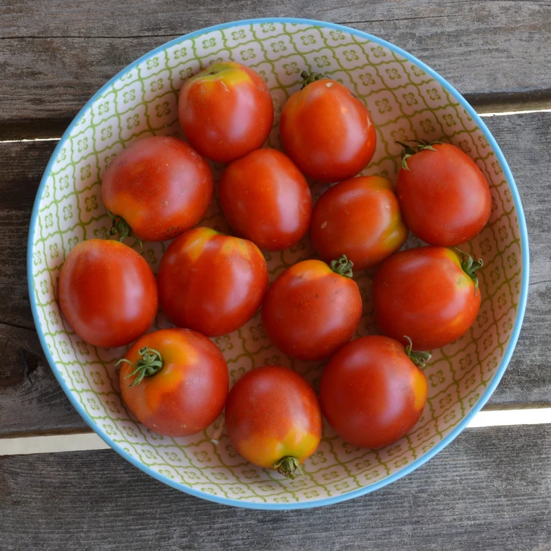 Tomate ‘Glacier’ ( Solanum lycopersicum )