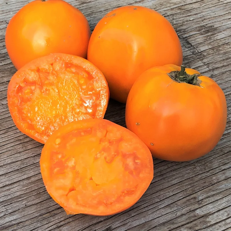 Tomate ‘Golden Delight’ ( Solanum lycopersicum )