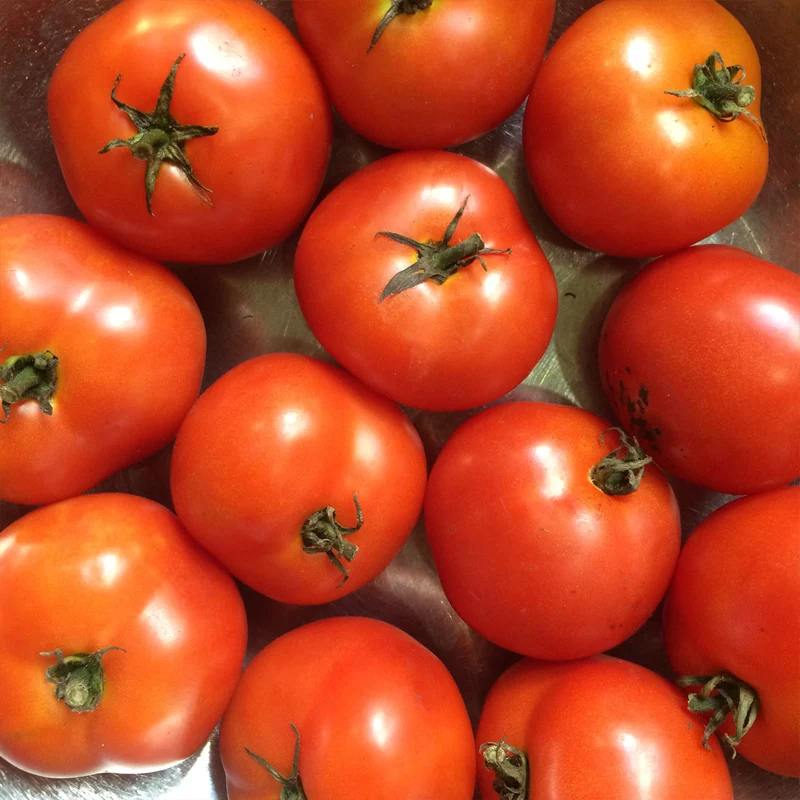 Tomate ‘Czech’s Bush’ ( Solanum lycopersicum )