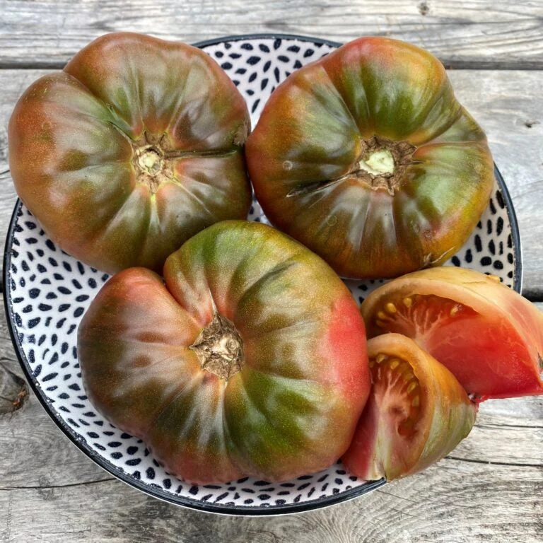 Tomate ‘Noire de Crimée’ ( Solanum lycopersicum )