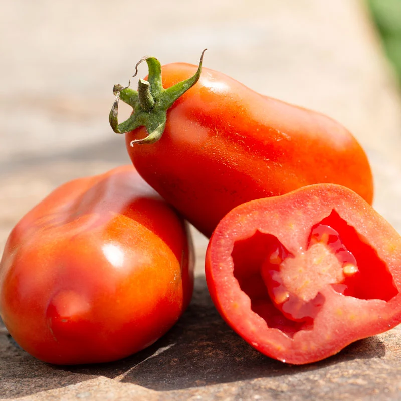Tomate Italienne ‘San Marzano’ ( Solanum lycopersicum )