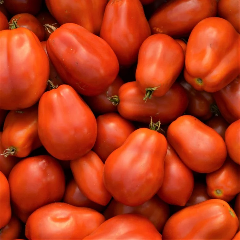 Tomate Italienne ‘Roma’ ( Solanum lycopersicum )