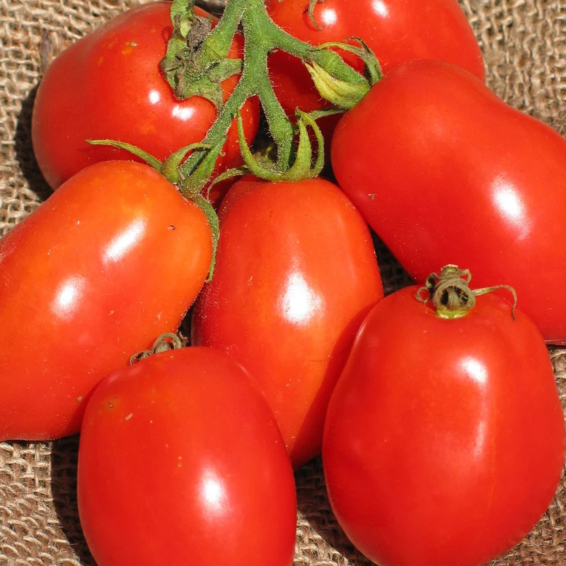 Tomate Italienne ‘Ropreco Paste’ ( Solanum lycopersicum )