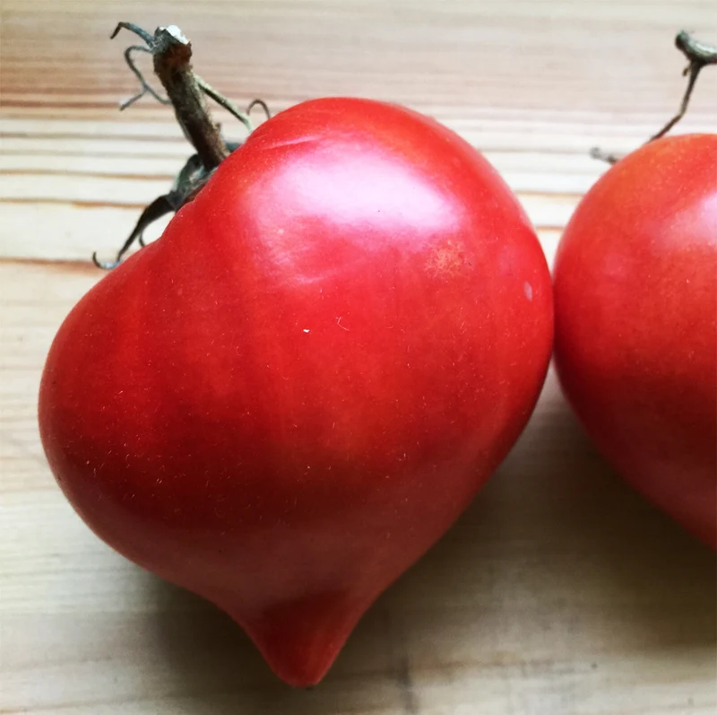 Tomate Cœur de Bœuf ‘Téton de Vénus’ ( Solanum lycopersicum )