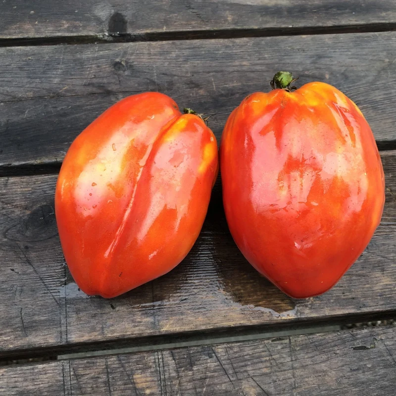 Tomate Cœur de Bœuf ‘La Pasquale’ ( Solanum lycopersicum )