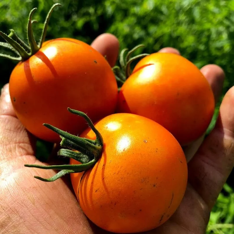 Tomate Cocktail ‘Jaune Flammée’ ( Solanum lycopersicum )