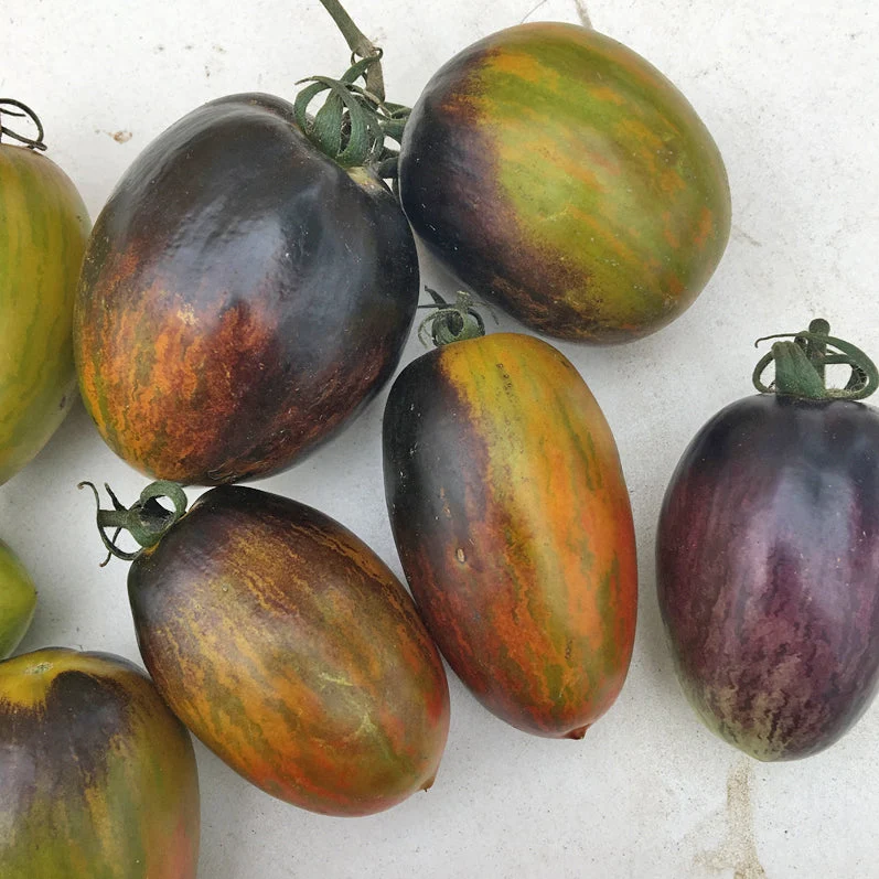 Tomate Cocktail ‘Brad’s Atomic’ ( Solanum lycopersicum )