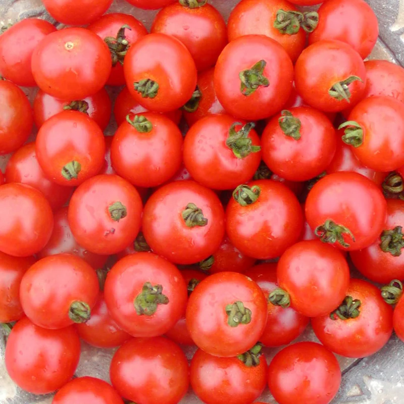 Tomate Cerise ‘Sub-Arctic’ ( Solanum lycopersicum )