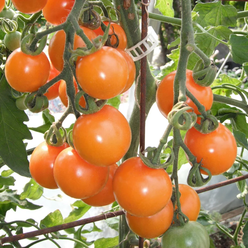 Tomate Cerise ‘Sungold’ ( Solanum lycopersicum )