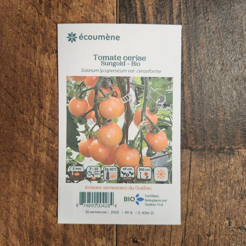Tomate Cerise ‘Sungold’ ( Solanum lycopersicum )