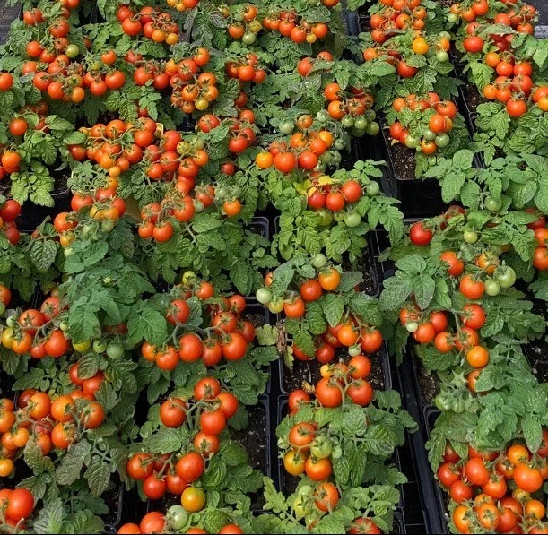 Tomate Cerise ‘Red Robin’ ( Solanum lycopersicum )