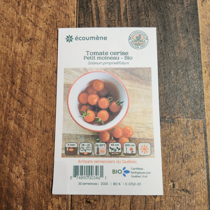 Tomate Cerise ‘Petit Moineau’ ( Solanum lycopersicum )