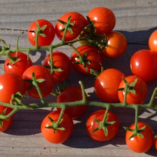 Tomate Cerise ‘Peacevine’ ( Solanum lycopersicum )