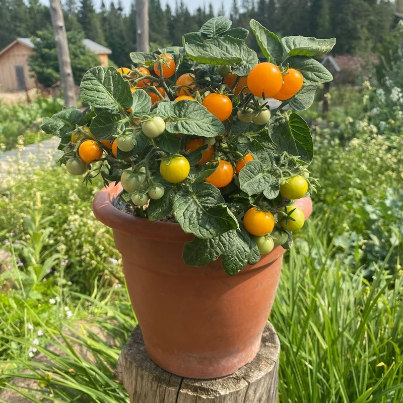 Tomate Cerise ‘Orange Hat’ ( Solanum lycopersicum )