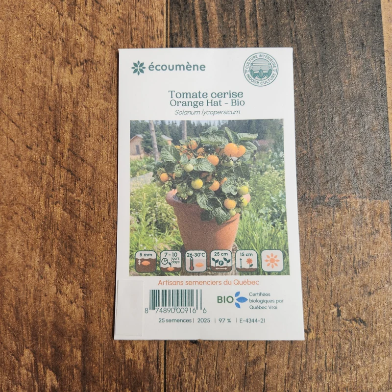 Tomate Cerise ‘Orange Hat’ ( Solanum lycopersicum )