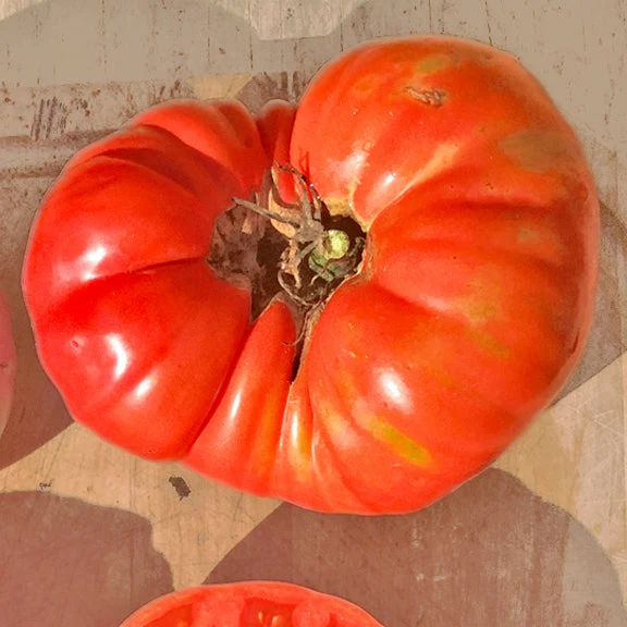Tomate Beefsteak ‘Mémé de Beauce’ ( Solanum lycopersicum )