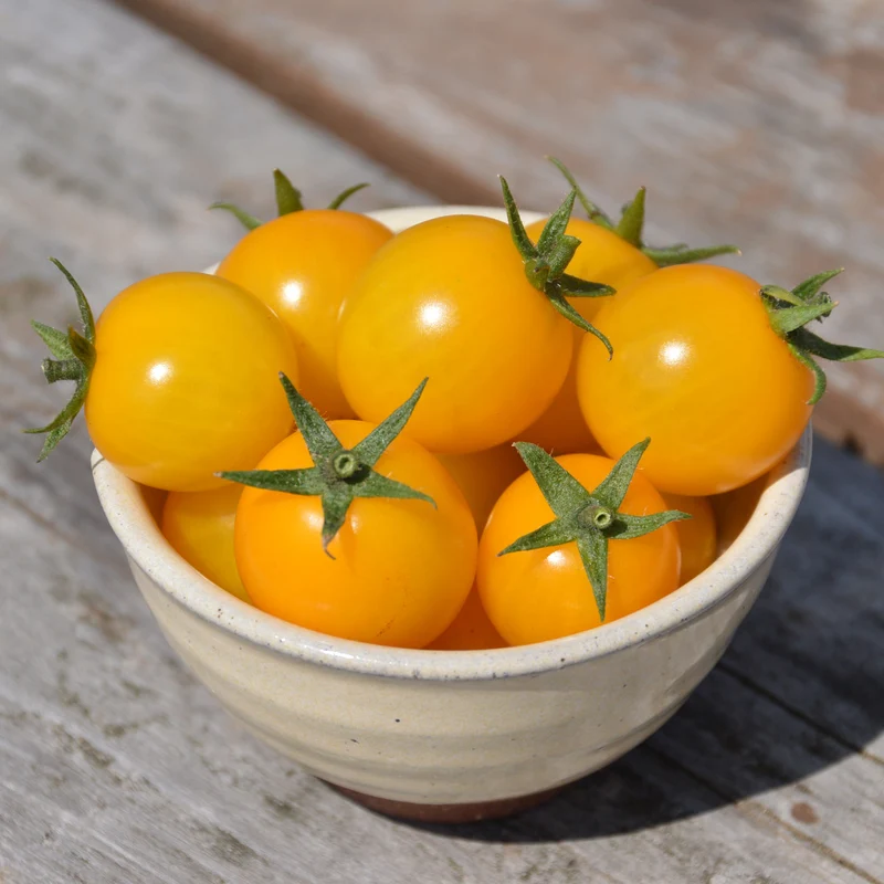 Tomate Cerise ‘Gold Nugget’ ( Solanum lycopersicum )