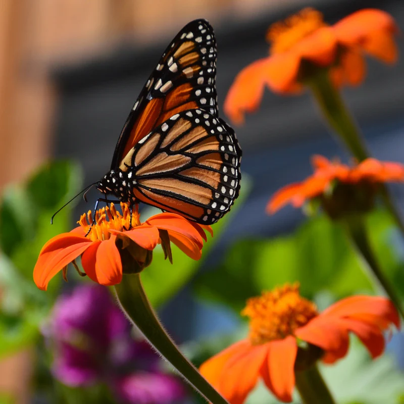 Tithonia Mexicain ( Tithonia rotundifolia )