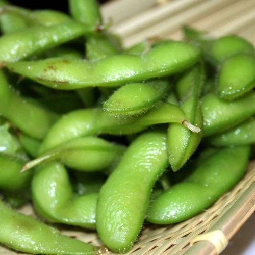 Soja edamame ‘Envy’ ( Glycine max )