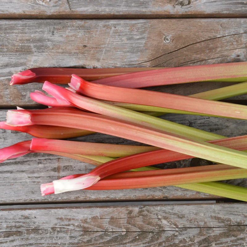 Rhubarbe ‘Glaskins’ ( Rheum rhabarbarum )