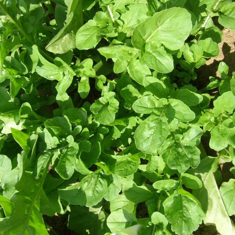 Roquette de Jardin ( Eruca vesicaria subsp. sativa )