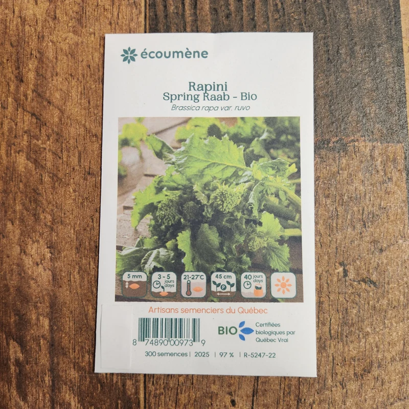 Rapini ‘Spring Raab’ ( Brassica rapa var. ruvo )