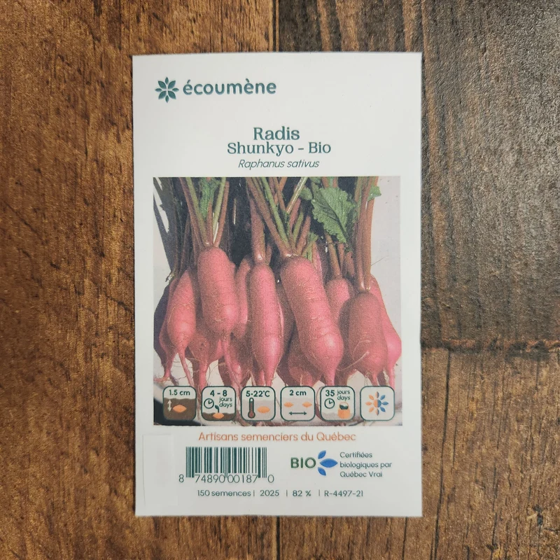Radis ‘Shunkyo’ ( Raphanus sativus )