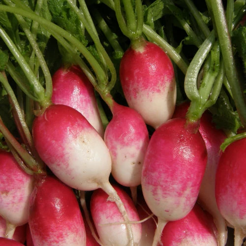 Radis ‘Déjeuner Français’ ( Raphanus sativus )