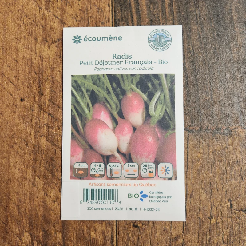 Radis ‘Déjeuner Français’ ( Raphanus sativus )
