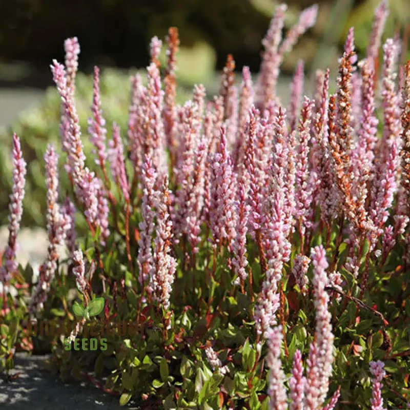Polygonum Vaccinifolium: Premium Seeds for a Beautiful Addition to Your Garden and Landscape!