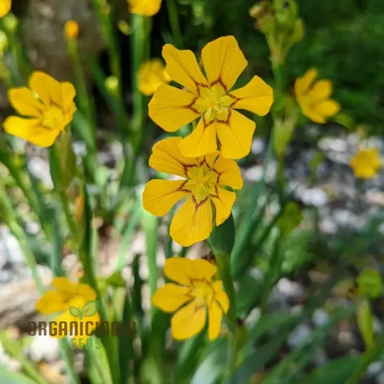 Sisyrinchium Macrocarpum Seeds, Planting Perennial Iris Seeds for Your Garden