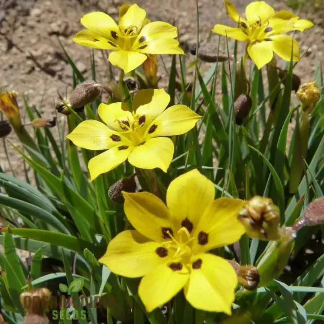 Sisyrinchium Macrocarpum Seeds, Planting Perennial Iris Seeds for Your Garden