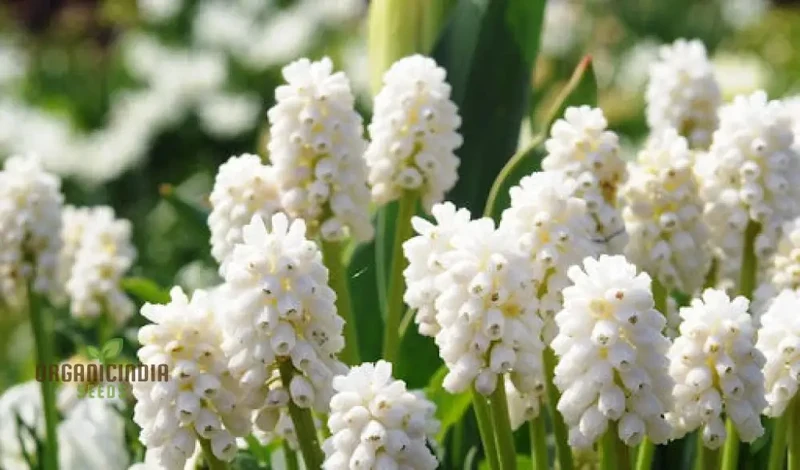 Pseudomuscari Azureum Alba Flower Seeds For Planting, Stunning Blue and White Blooms for Your Garden