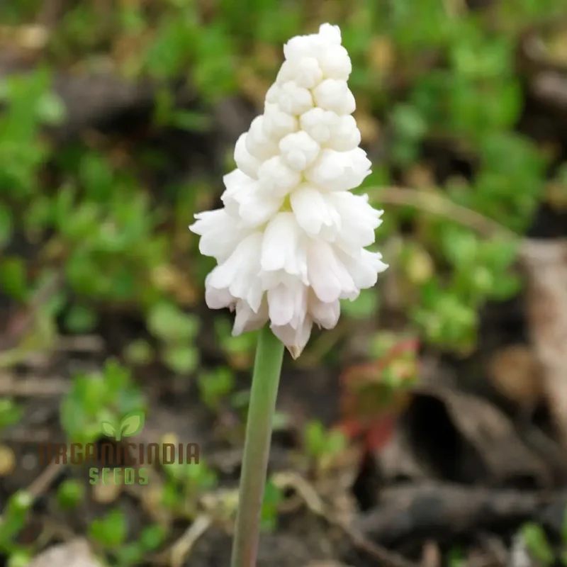 Pseudomuscari Azureum Alba Flower Seeds For Planting, Stunning Blue and White Blooms for Your Garden