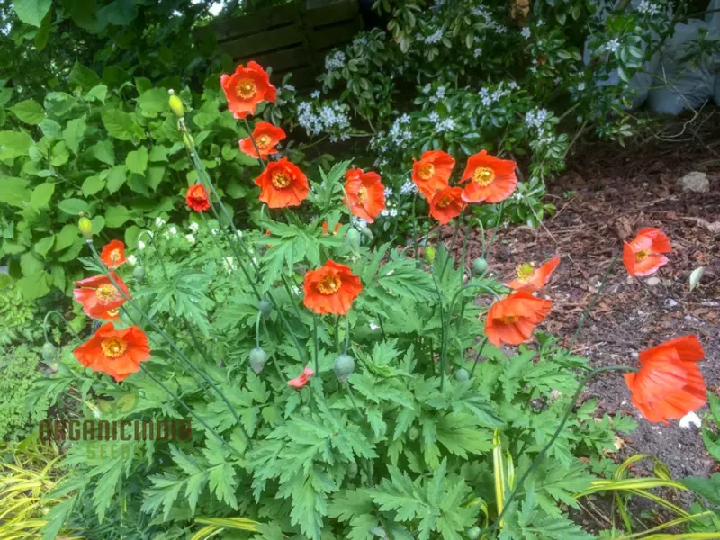 Meconopsis Cambrica 'Frances Perry' Flower Seeds for planting, Rare and Beautiful Welsh Poppy Seeds for Gardening