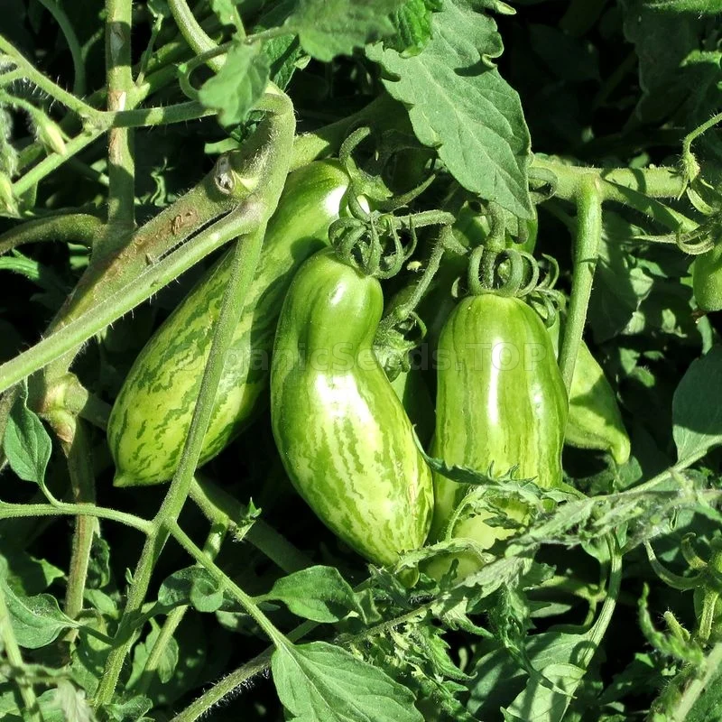 Tomato Green Sausage Seeds for planting, Premium Seeds for Gardening | Buy Online