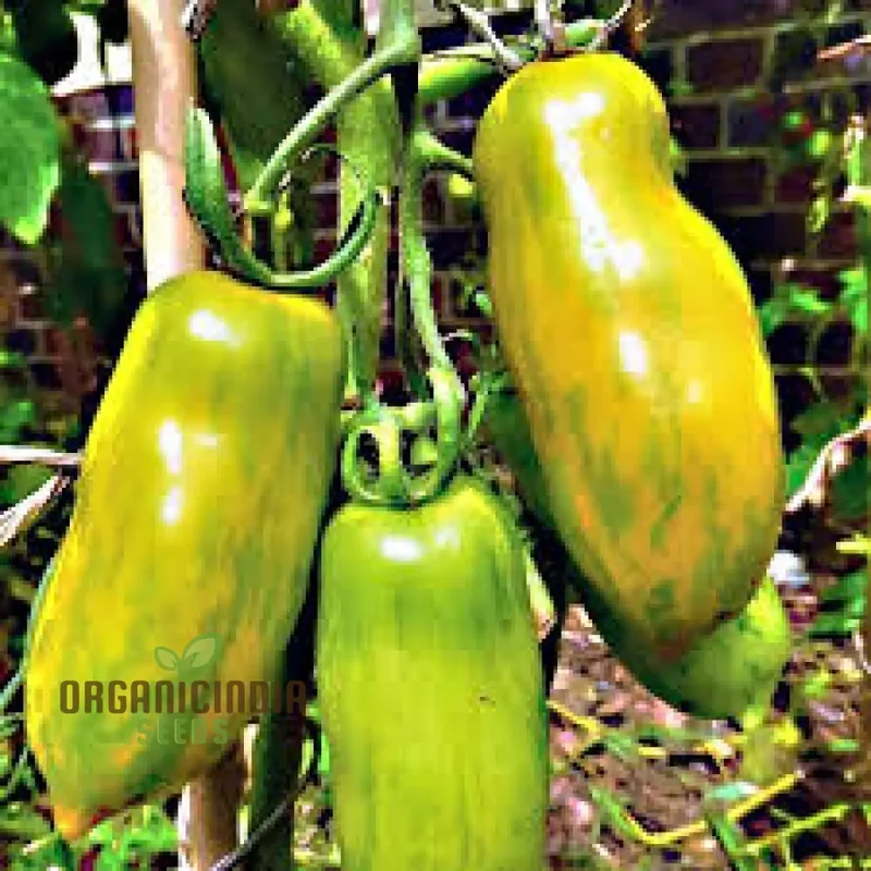 Tomato Green Sausage Seeds for planting, Premium Seeds for Gardening | Buy Online