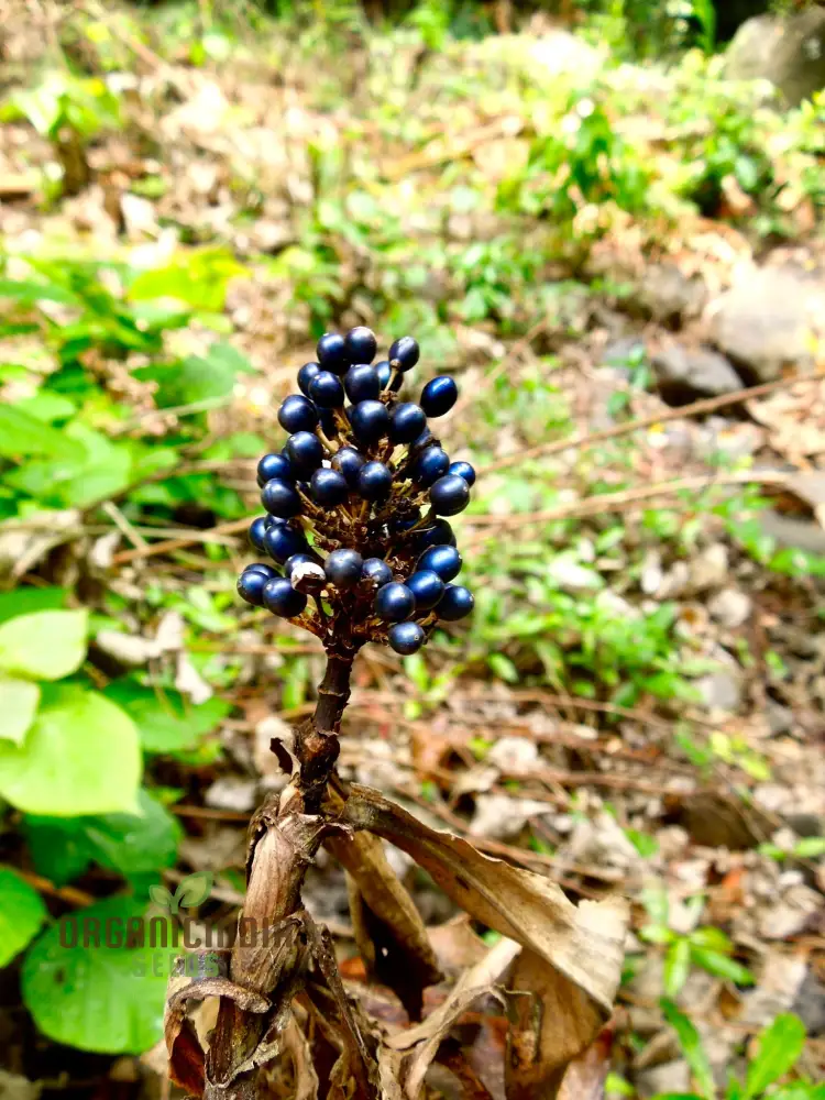 Pollia Thyriflora Seeds for Your Garden â€“ Elevate Your Gardening Experience with Rare and Ornamental Seeds!