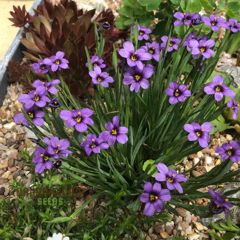 Sisyrinchium Seeds (Sisyrinchium Idahoense Seeds) - Hardy Perennial with Charming Blue Flowers