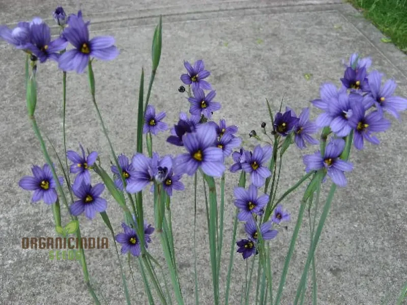 Sisyrinchium Seeds (Sisyrinchium Idahoense Seeds) - Hardy Perennial with Charming Blue Flowers