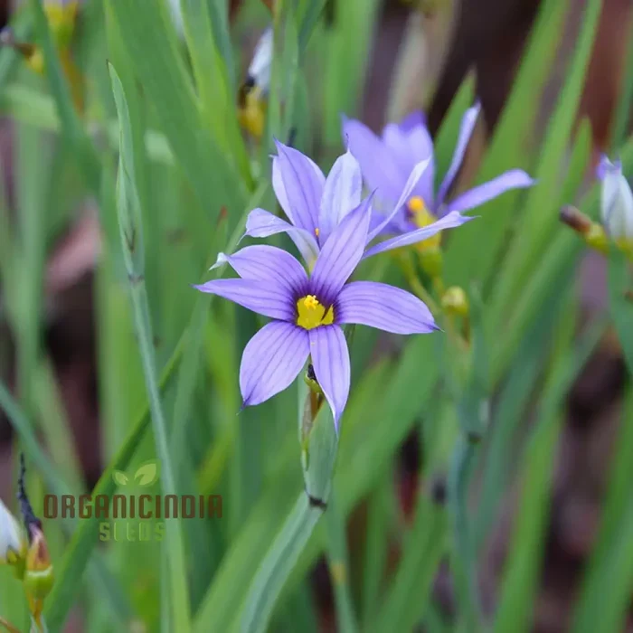 Sisyrinchium Seeds (Sisyrinchium Idahoense Seeds) - Hardy Perennial with Charming Blue Flowers