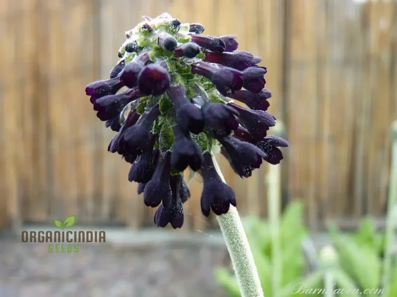 Primula Watsonii Flower Seeds For Planting, Graceful and Resilient Blooms for Your Garden