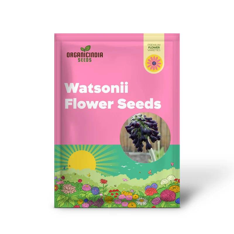 Primula Watsonii Flower Seeds For Planting, Graceful and Resilient Blooms for Your Garden