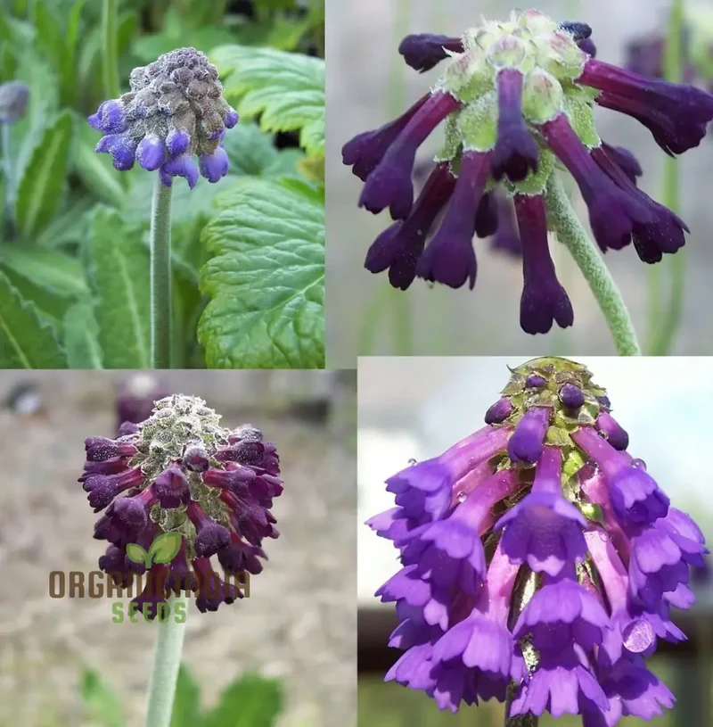 Primula Watsonii Flower Seeds For Planting, Graceful and Resilient Blooms for Your Garden