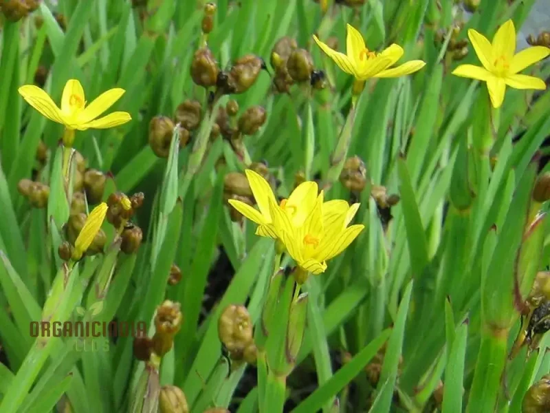 Sisyrinchium Brachypus Seeds - Hardy Perennial for Beautiful Gardens - Planting Instructions Included