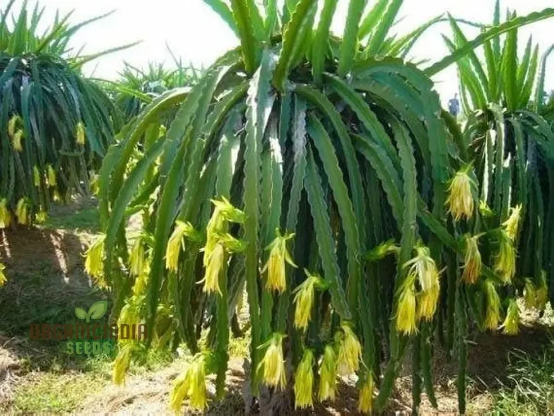 Dragon Fruit Yellow Seeds Premium Quality Seeds for Gardening Enthusiasts