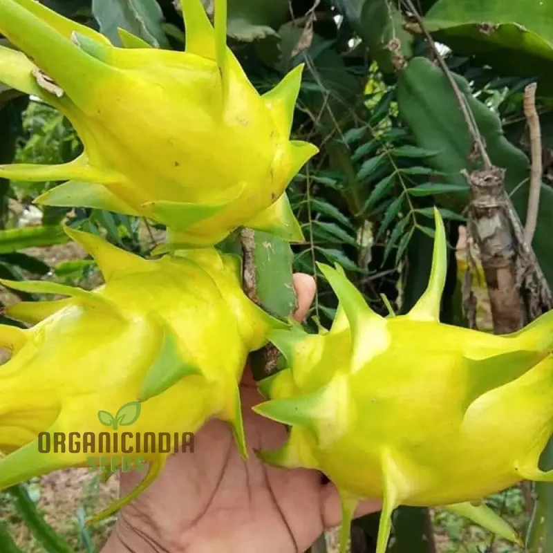 Dragon Fruit Yellow Seeds Premium Quality Seeds for Gardening Enthusiasts